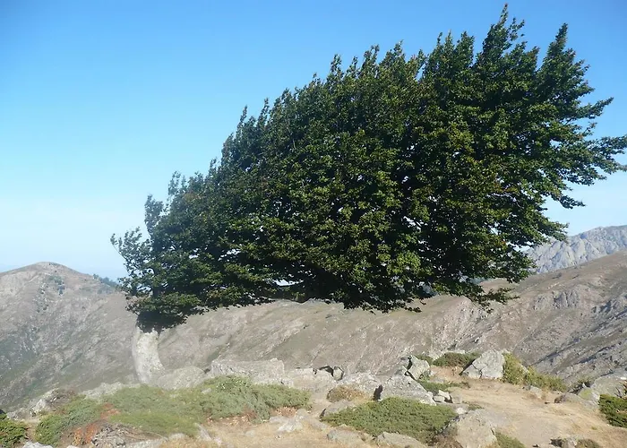 Hébergement de vacances Terrasse De Malbeccu Casamaccioli